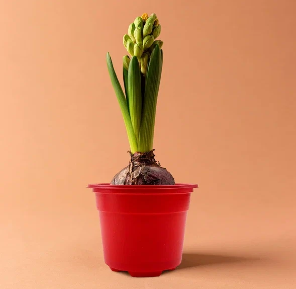 Горшок круглый Color 0,5л d11см h8,5см разноцветные упаковка 10шт (ГС)